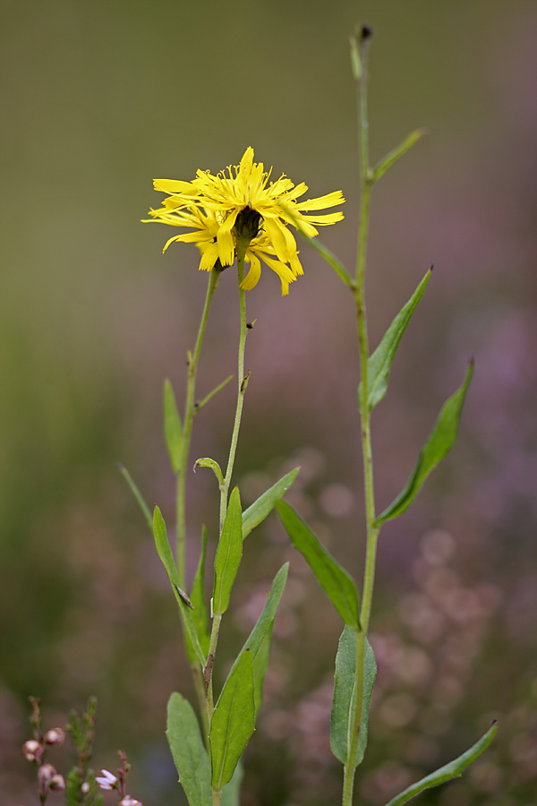 Изображение особи род Hieracium.