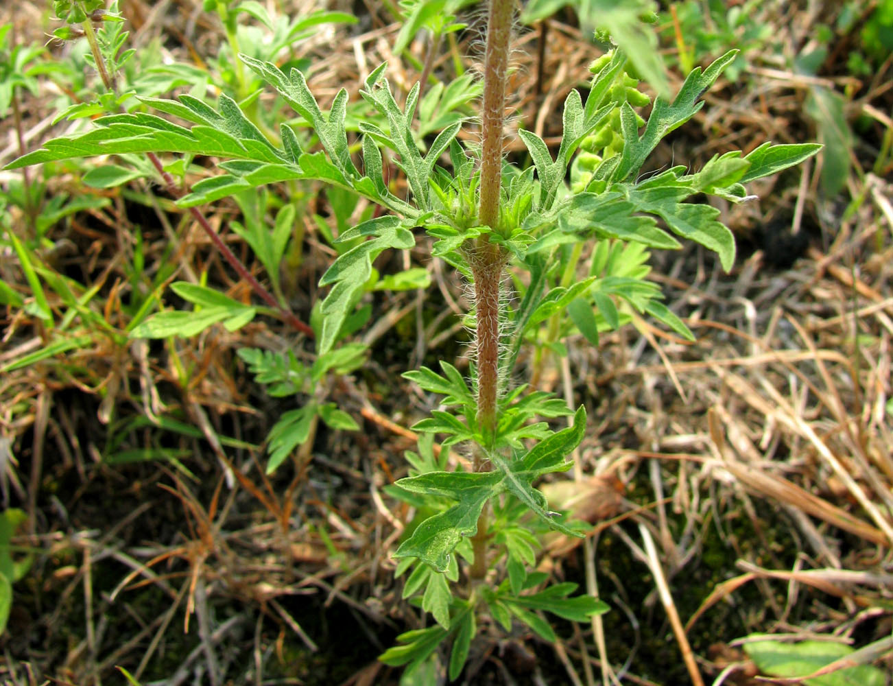 Image of Ambrosia artemisiifolia specimen.