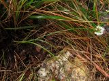 Смотреть изображение Allium ericetorum
