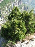 Juniperus phoenicea. Невысокие растения с шишками. Испания, Каталония, Барселона, монастырь Монтсеррат, на краю горного уступа у смотровой площадки с большим крестом. 25.06.2012.