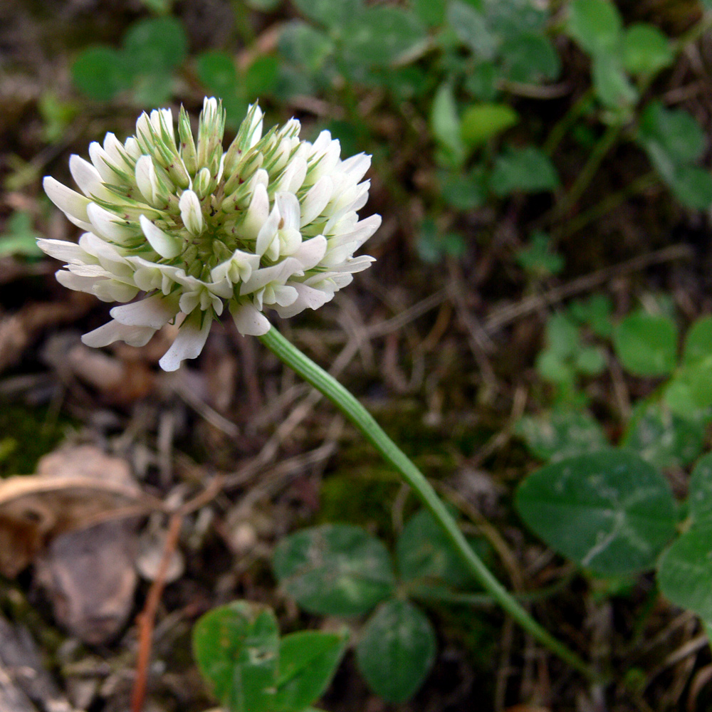 Изображение особи Trifolium repens.