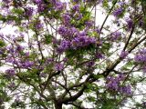 Jacaranda mimosifolia. Крона с соцветиями и отдельными плодами. Монако, Монте-Карло, террасы Казино. 19.06.2012.