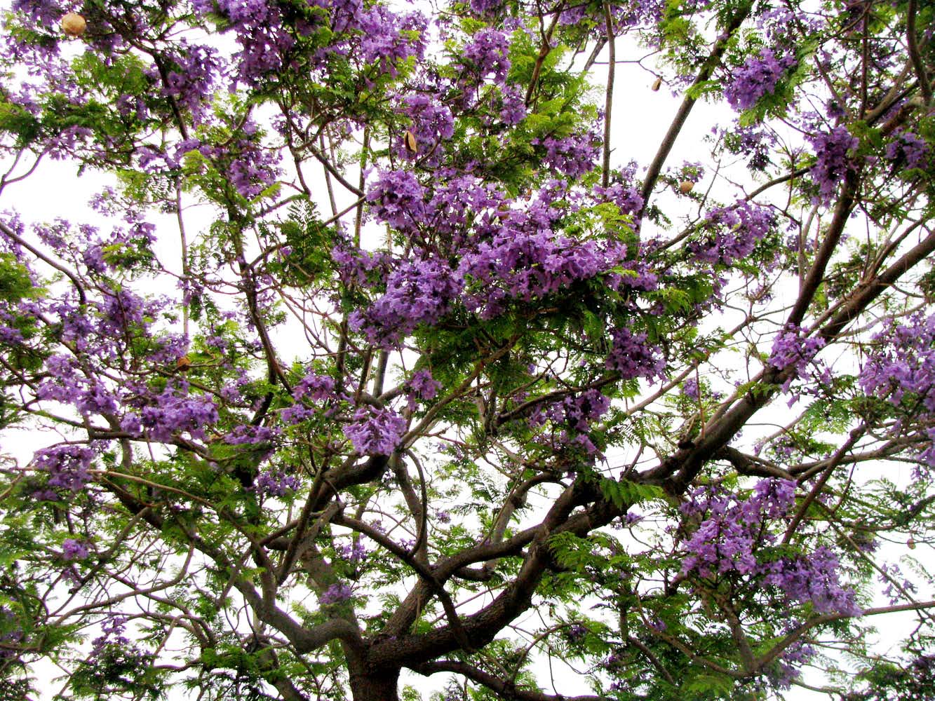 Image of Jacaranda mimosifolia specimen.