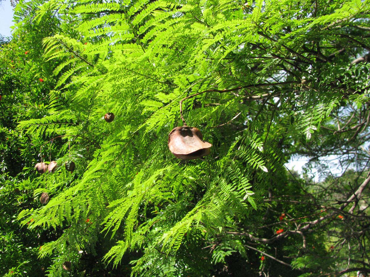 Image of Jacaranda mimosifolia specimen.