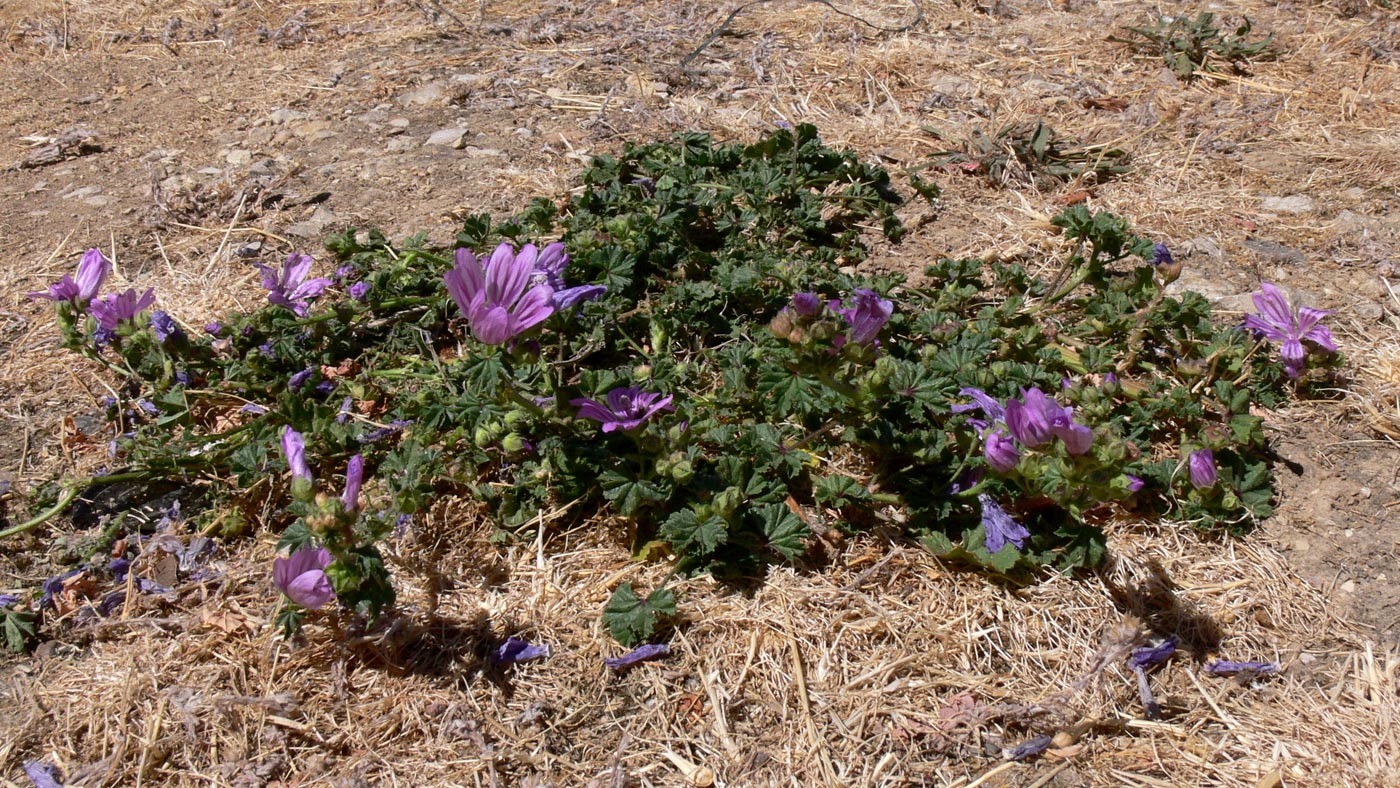 Image of Malva sylvestris specimen.