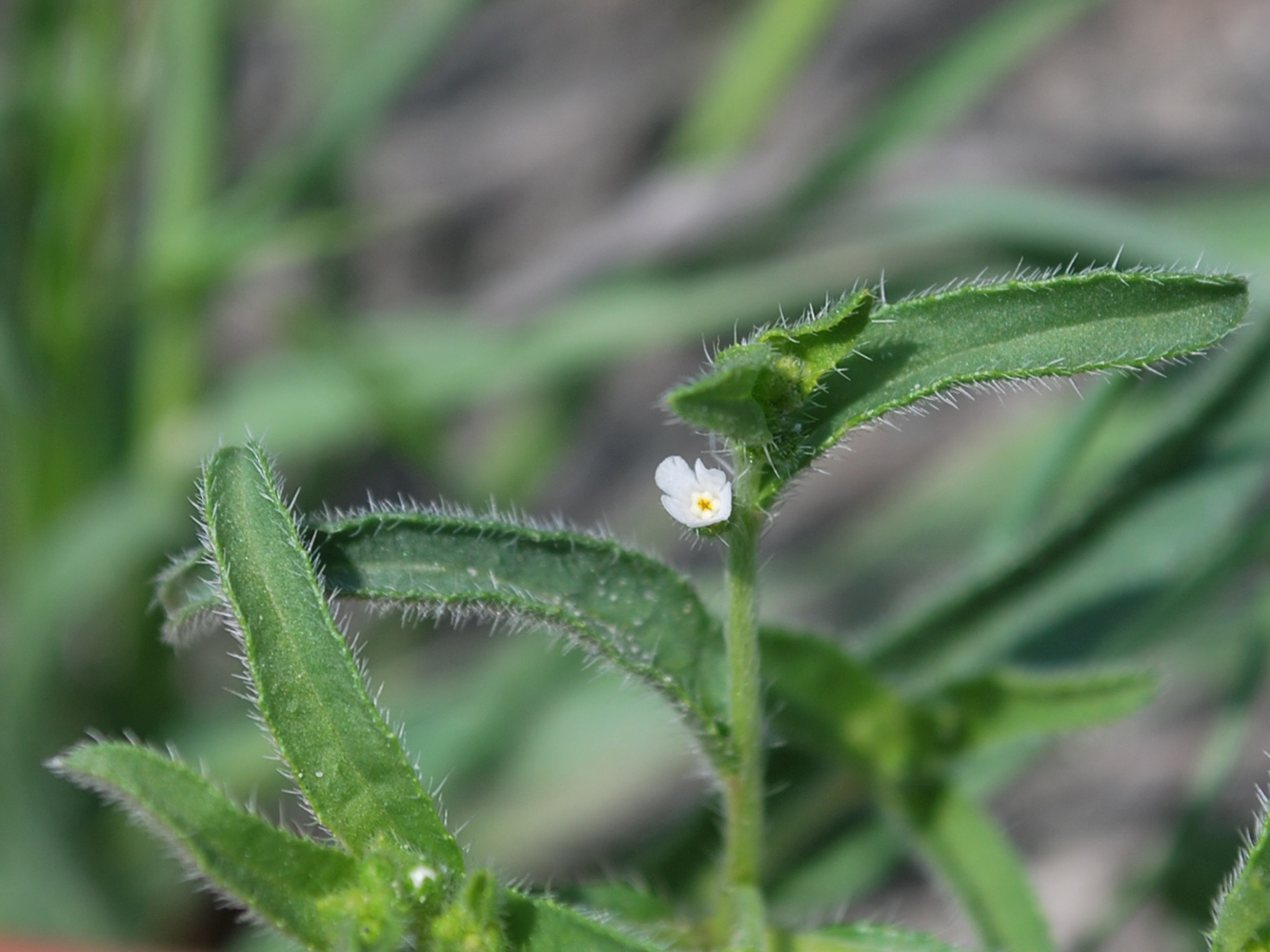 Изображение особи Lappula semiglabra.