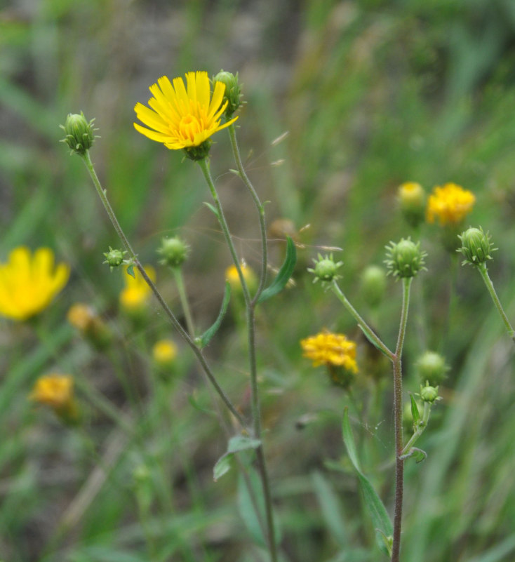 Image of Hieracium umbellatum specimen.