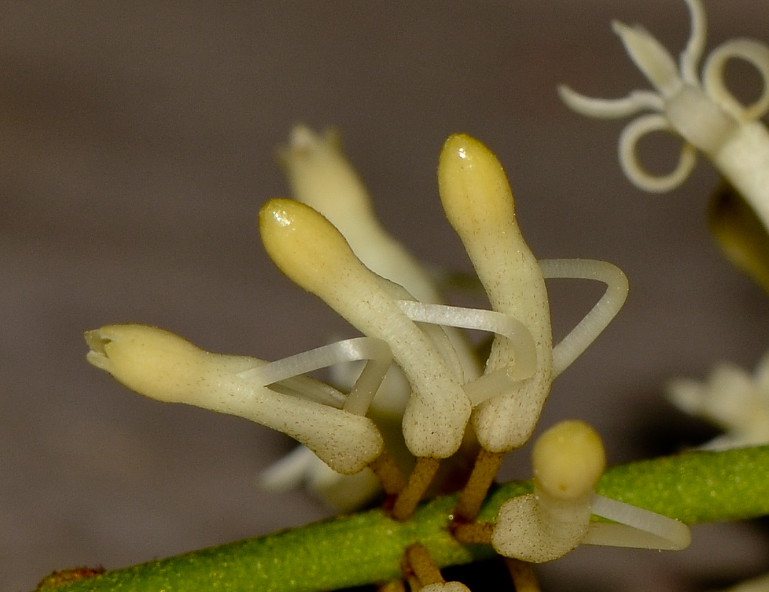 Image of Macadamia tetraphylla specimen.