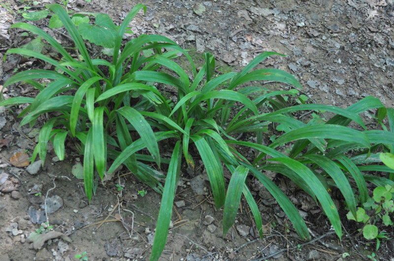 Image of Carex siderosticta specimen.