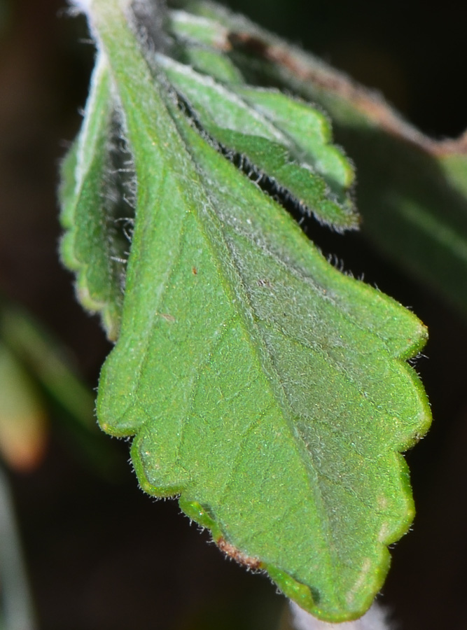 Image of Teucrium divaricatum specimen.