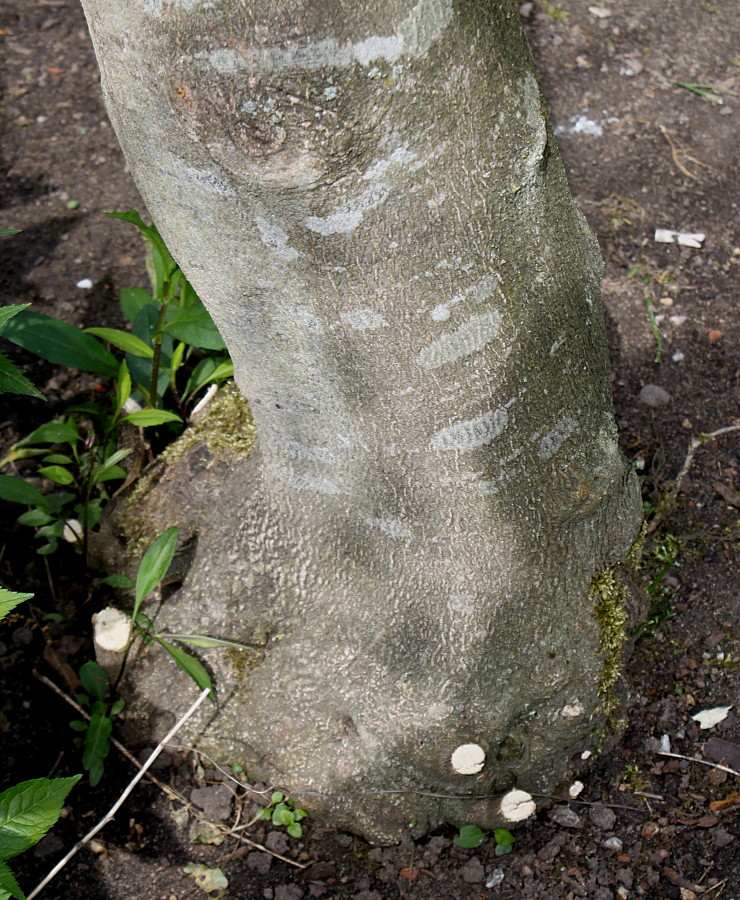 Image of Cladrastis kentukea specimen.