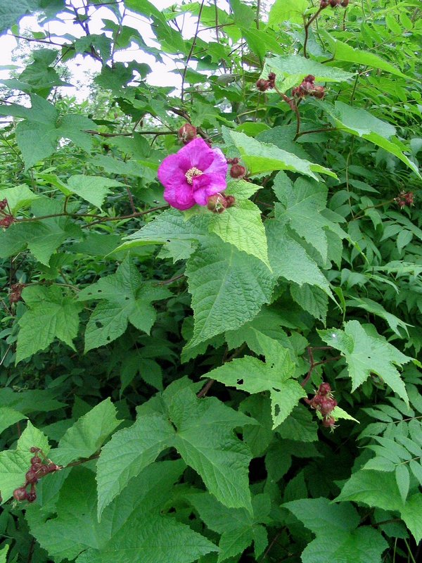 Image of Rubus odoratus specimen.