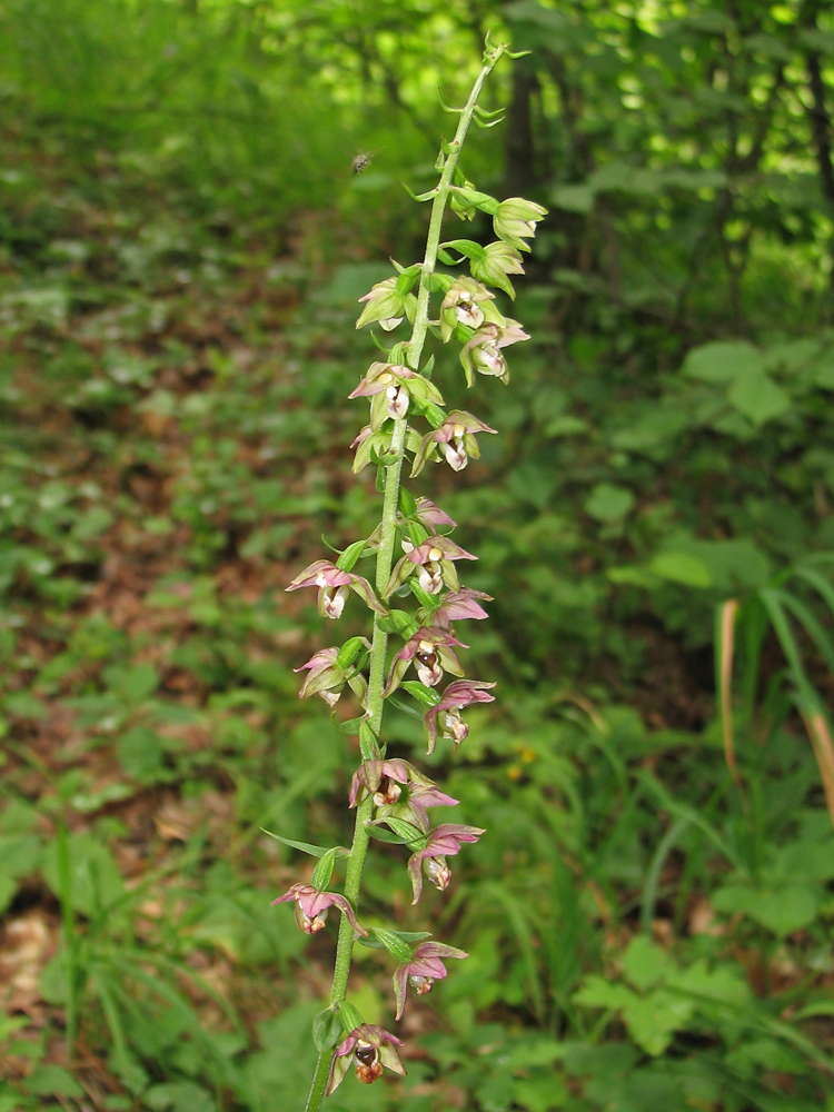 Image of Epipactis helleborine specimen.