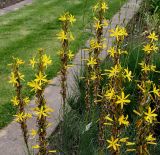 Asphodeline lutea