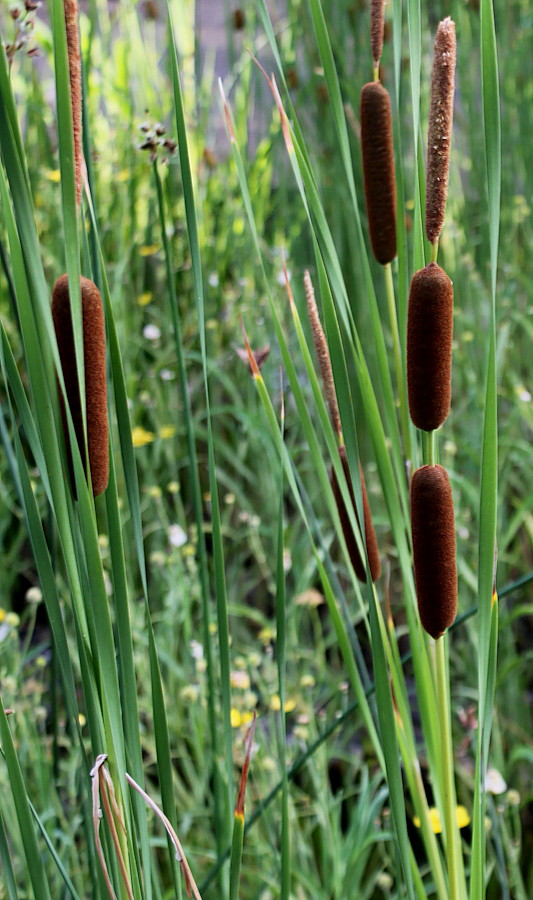 Image of Typha angustifolia specimen.