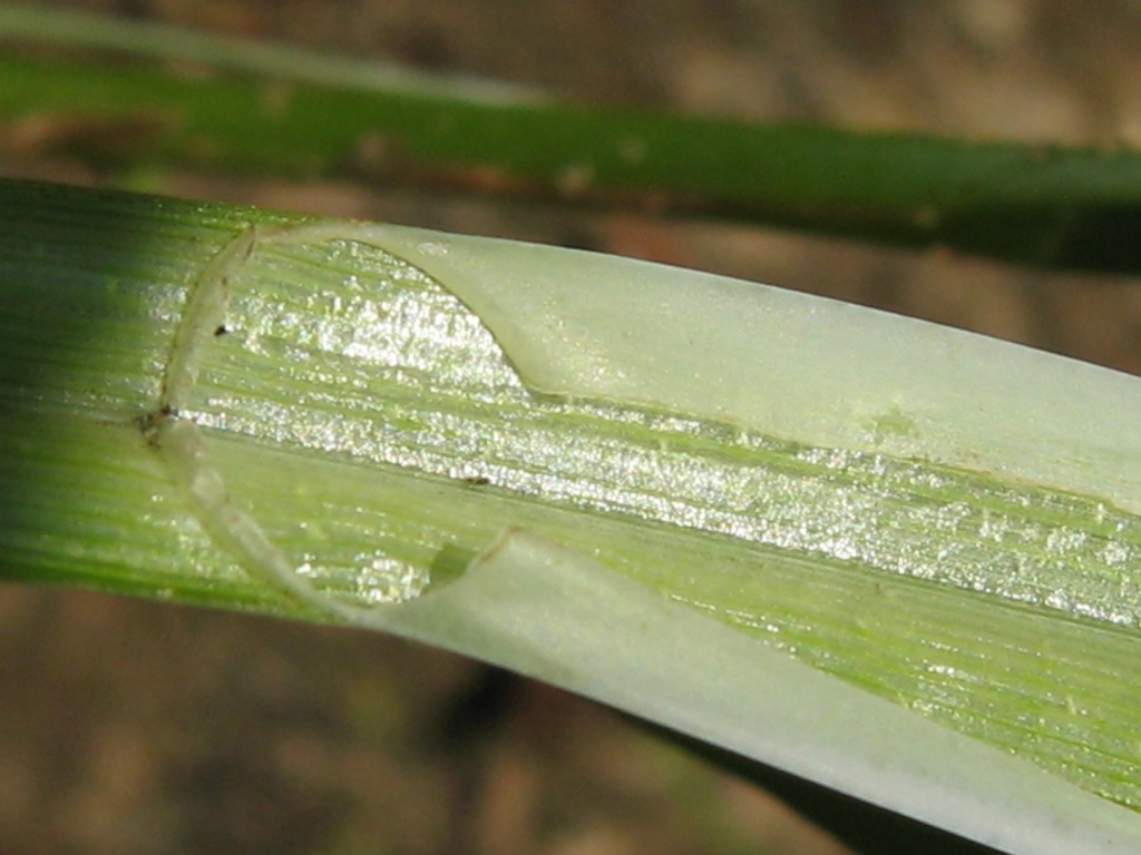 Image of Carex aquatilis specimen.