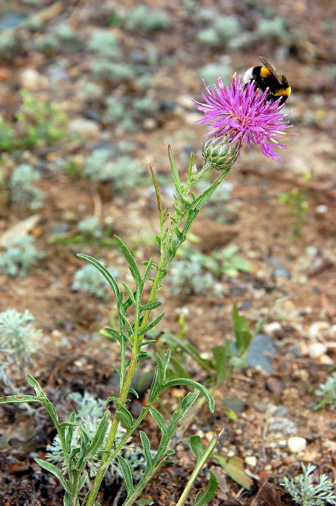 Image of Centaurea adpressa specimen.