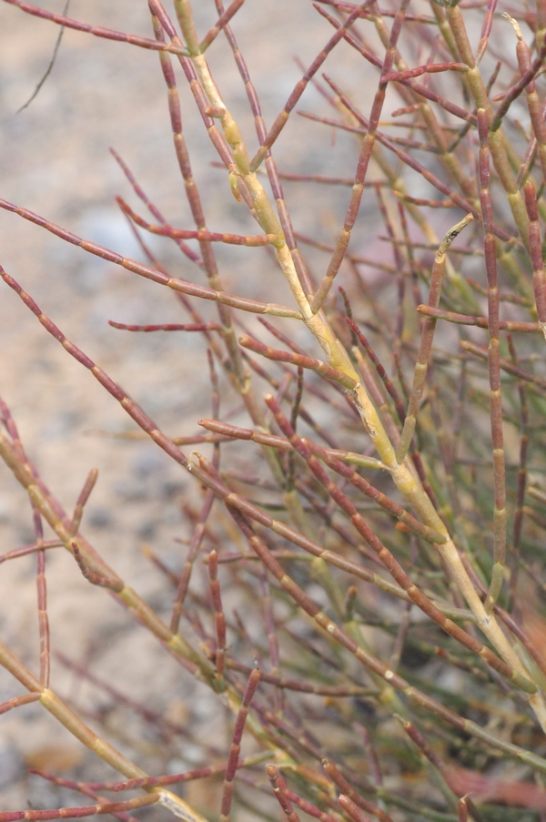 Image of Arthrophytum balchaschense specimen.