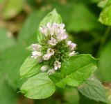 Смотреть изображение Mentha × piperita