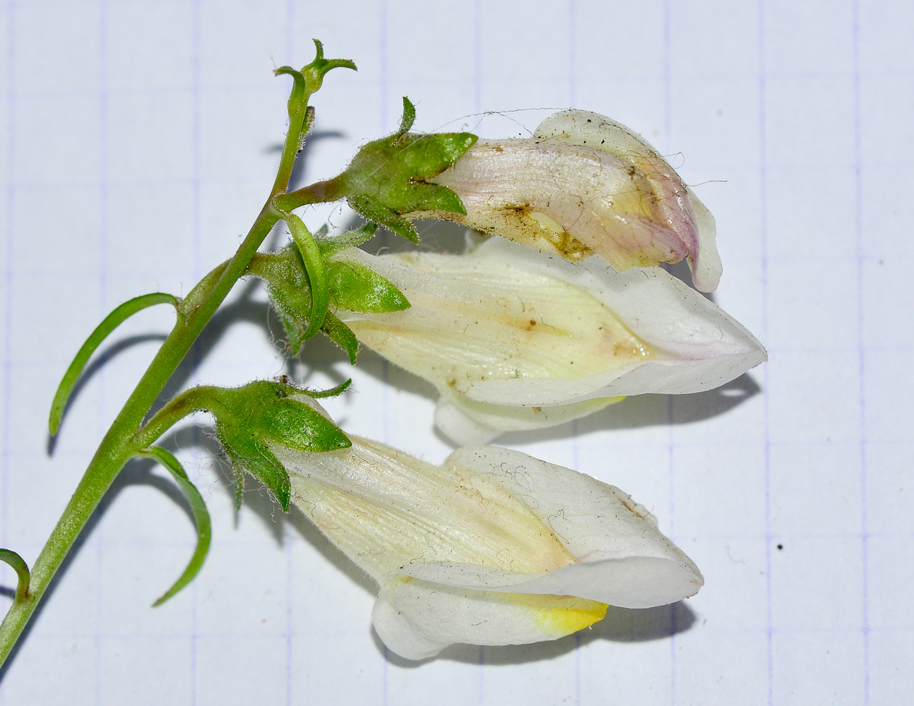 Image of Antirrhinum siculum specimen.