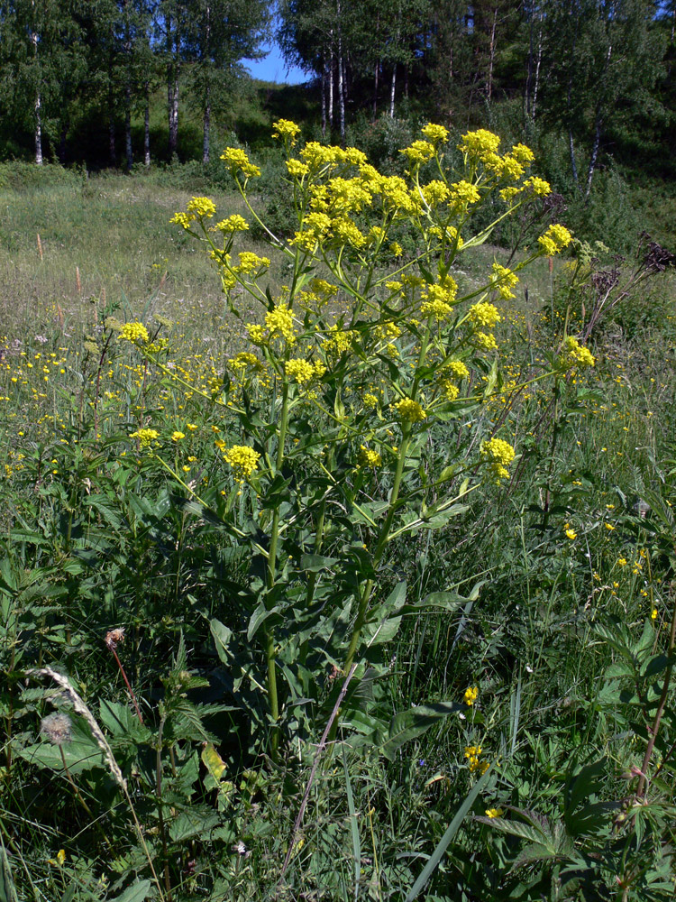 Image of Bunias orientalis specimen.