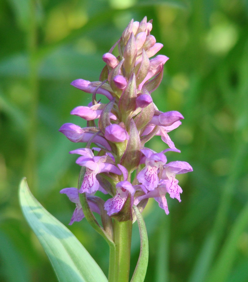 Изображение особи Dactylorhiza incarnata.