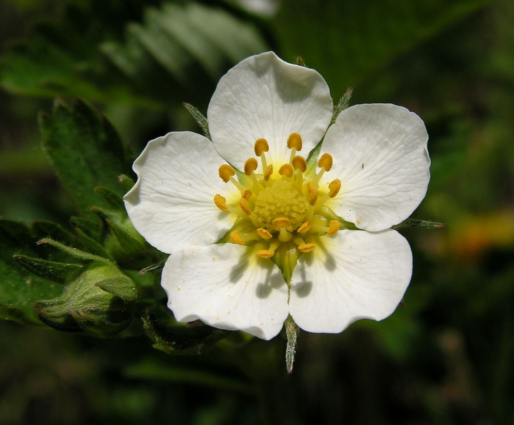 Image of Fragaria orientalis specimen.