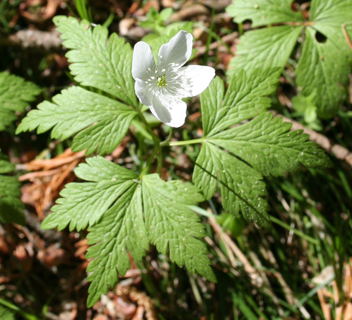 Изображение особи Anemone umbrosa.