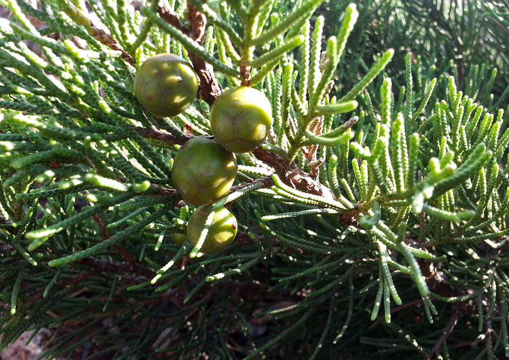 Image of Juniperus phoenicea specimen.