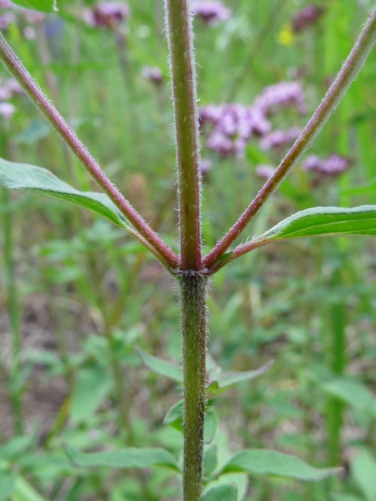 Image of Origanum vulgare specimen.