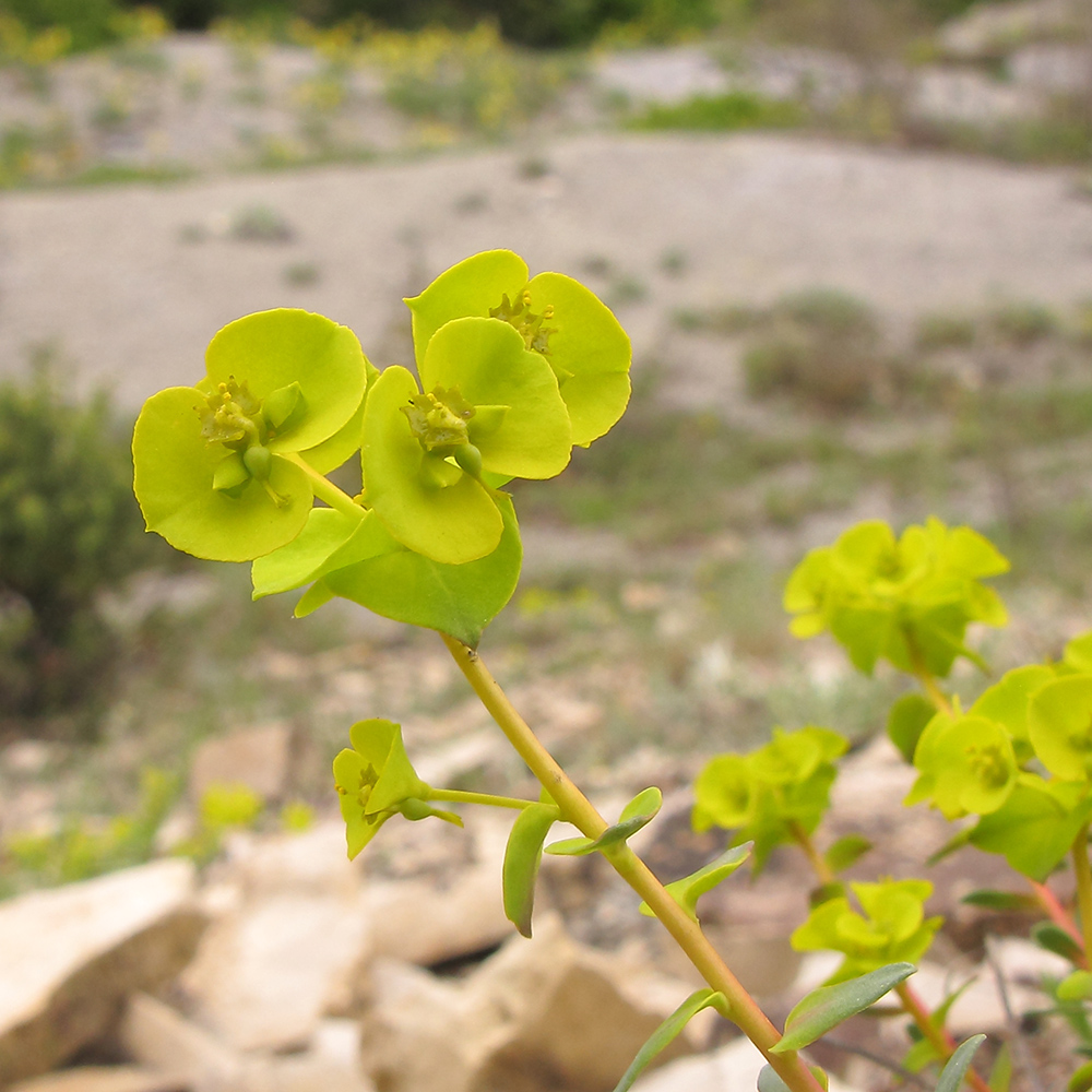 Изображение особи Euphorbia petrophila.