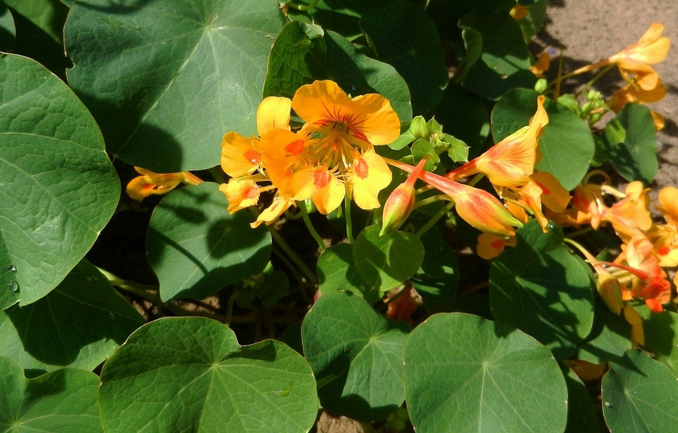 Image of Tropaeolum minus specimen.