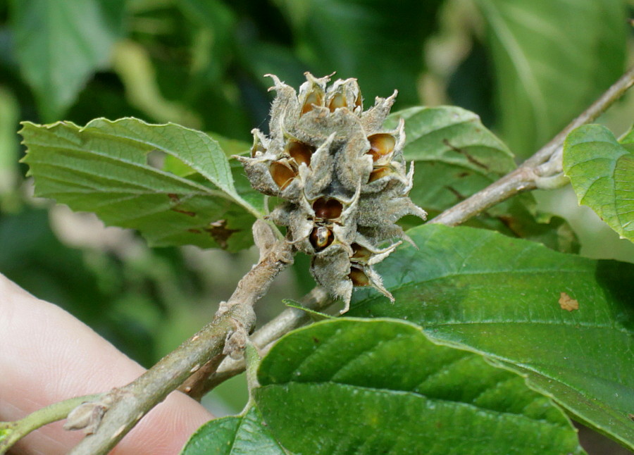 Image of Parrotiopsis jacquemontiana specimen.