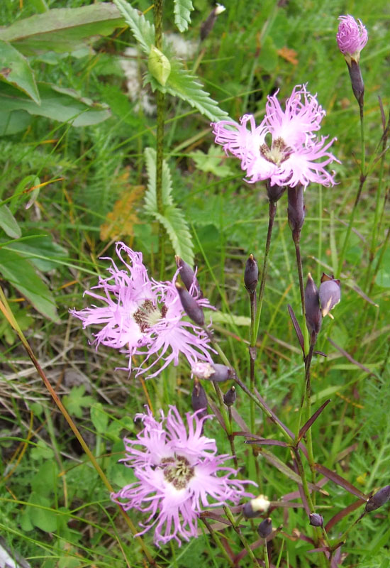 Image of Dianthus superbus specimen.