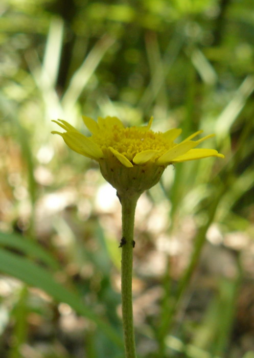 Изображение особи Anthemis tinctoria.