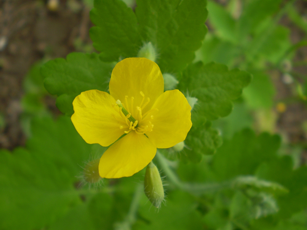 Изображение особи Chelidonium majus.