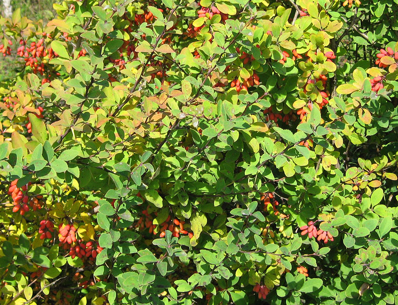 Image of Berberis vulgaris specimen.