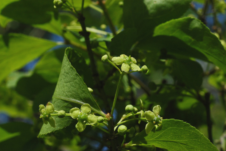 Изображение особи Euonymus sacrosanctus.