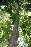 Platanus occidentalis. Взрослое дерево высотой 25 м. Узбекистан, г. Ташкент, Ботанический сад им. Ф.Н. Русанова, 02.09.2009.