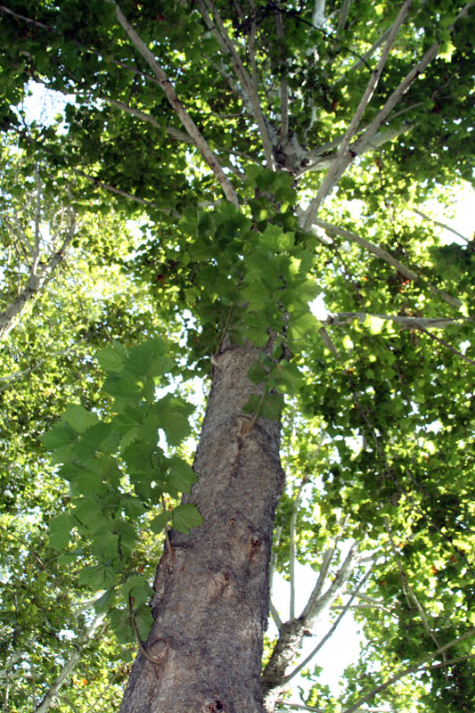 Image of Platanus occidentalis specimen.