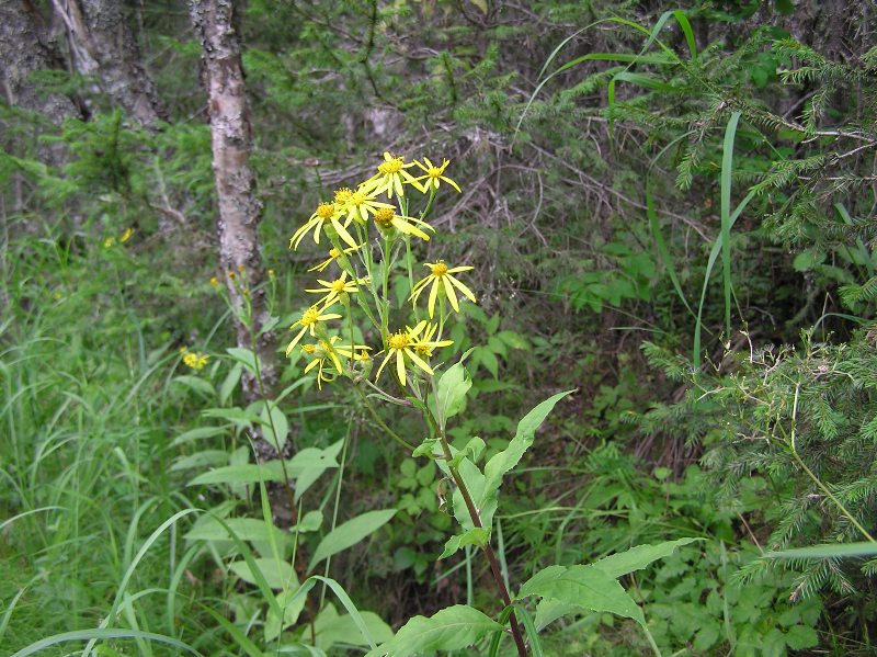 Image of Senecio nemorensis specimen.