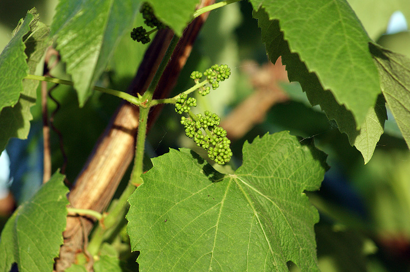 Image of Vitis labrusca specimen.