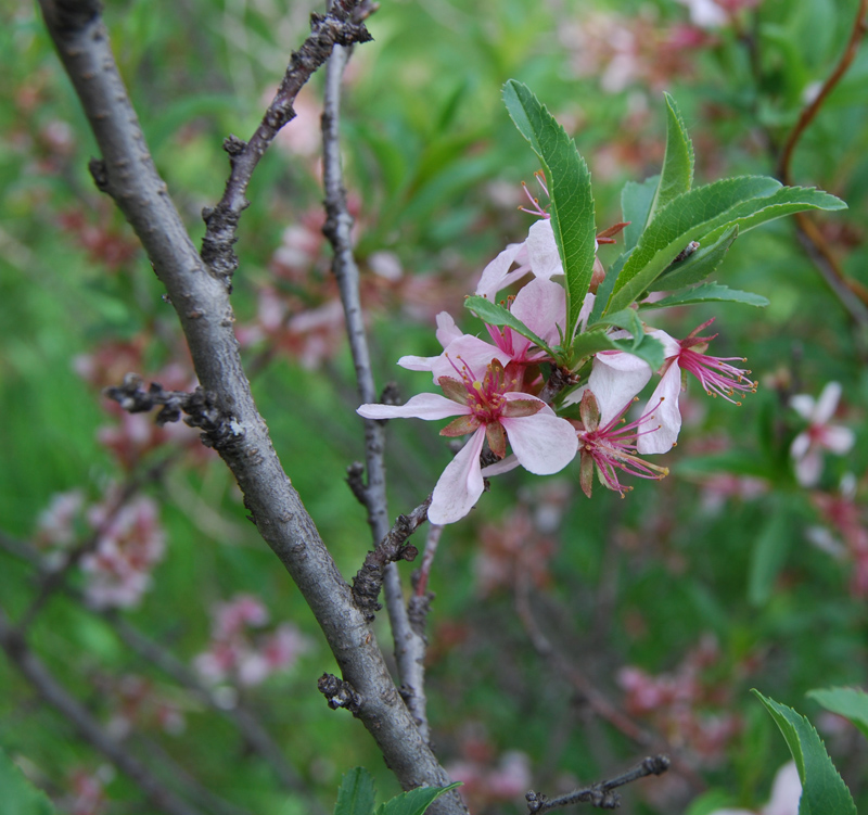 Изображение особи Amygdalus nana.