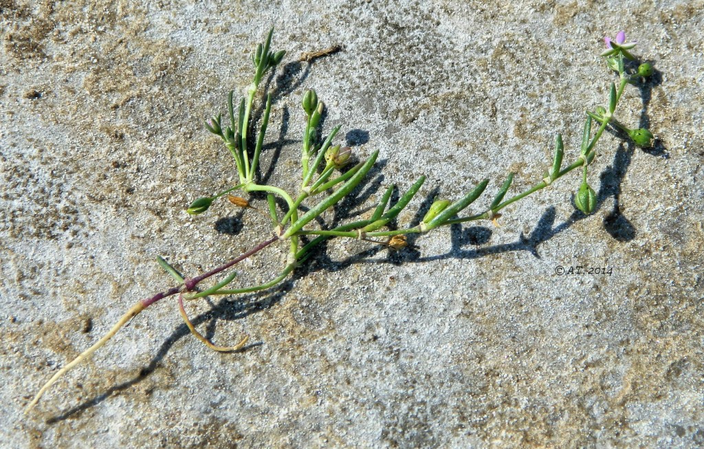 Image of Spergularia marina specimen.