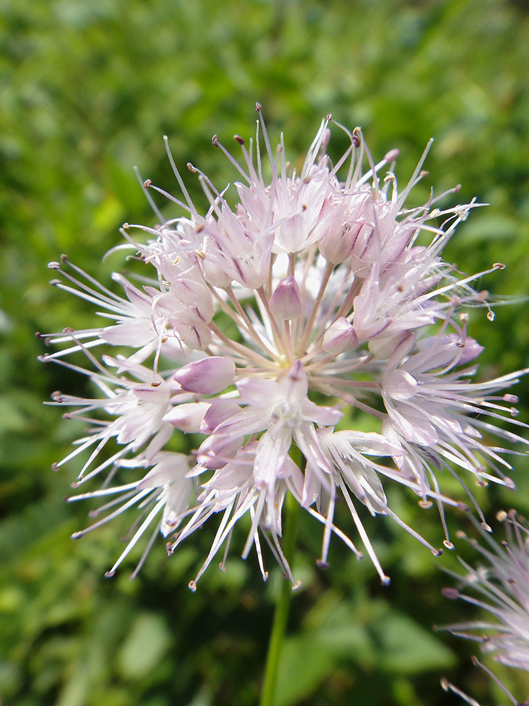 Image of Allium splendens specimen.