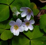 Oxalis acetosella. Цветки. Московская обл., Раменский р-н, окр. ж.-д. платформы Хрипань, смешанный лес у ЛЭП. 12.05.2015.