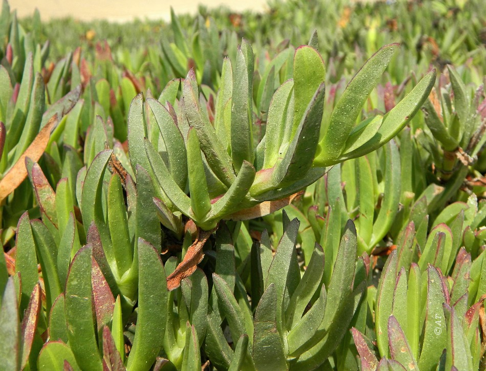 Image of Carpobrotus edulis specimen.