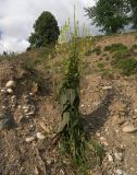 Verbascum pyramidatum