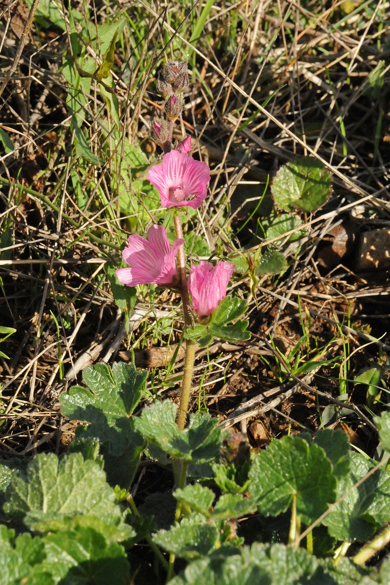 Изображение особи Sidalcea malviflora.