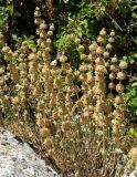 Ballota hirsuta. Отцветшие растения. Испания, Андалусия, национальный парк Torcal de Antequera. Август 2015 г.